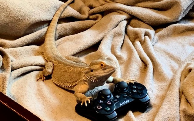 Playing Snake With A TV Remote