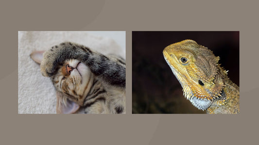 A cat and a bearded dragon