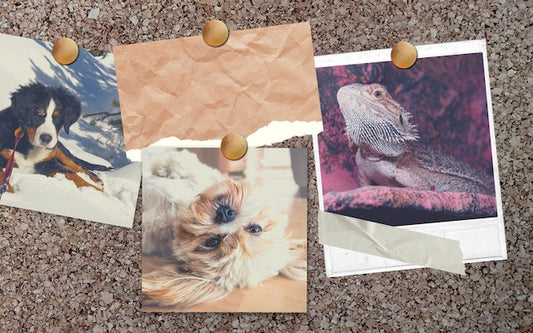 Two photos of dogs and one of a bearded dragon