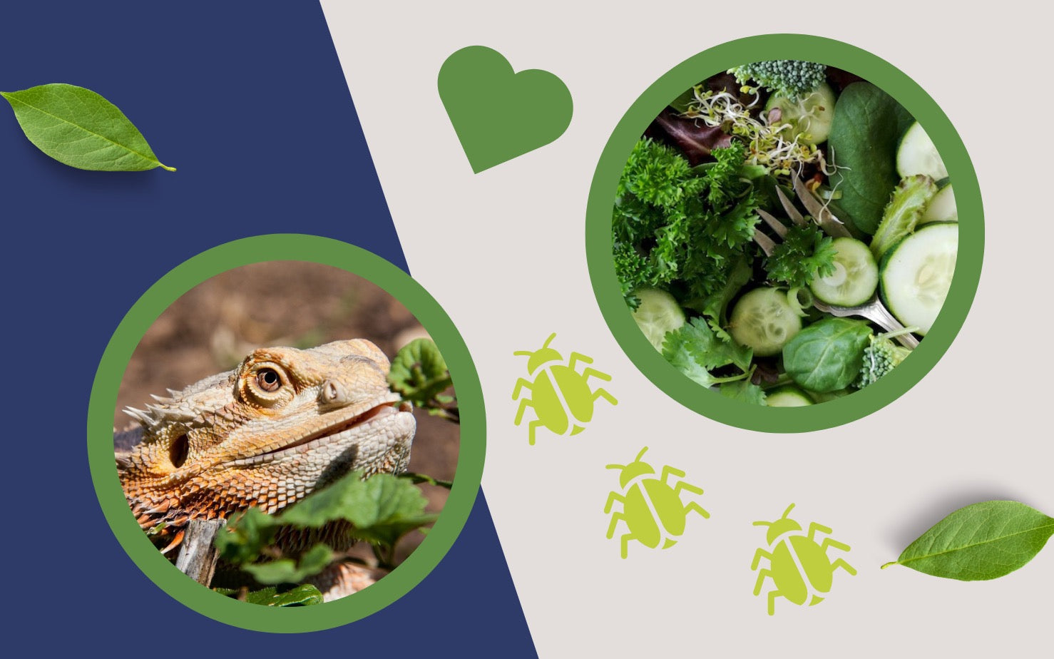 How Often Do Bearded Dragons Eat? Feeding Chart by Age – Dragon's Diet how-often-do-bearded-dragons-eat-feeding-chart-by-age-dragon-s-diet