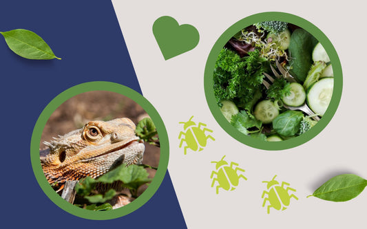 Bearded dragon salad and 3 cartoon bearded dragons