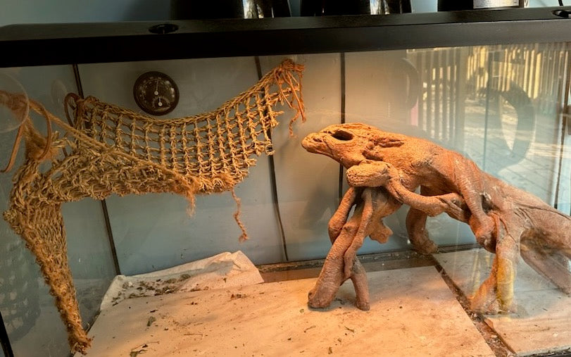Bearded dragon tank about to be cleaned
