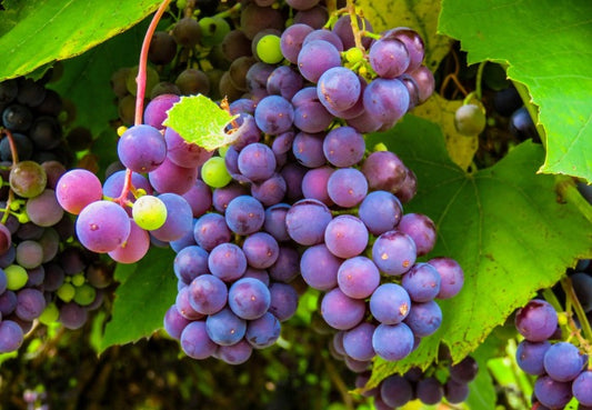 Purple grapes and grape leaves in the sunlight