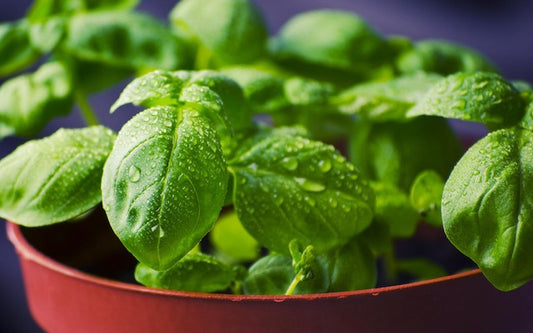 Bowl of fresh basil for bearded dragon