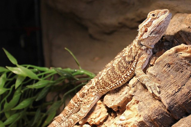 15 Bizarre Facts About Bearded Dragons