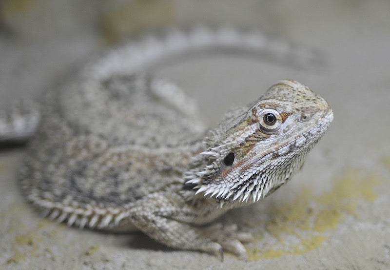 Gray and tan bearded dragon