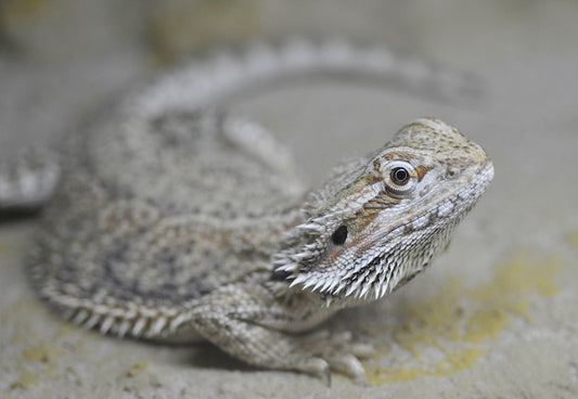 Gray and tan bearded dragon