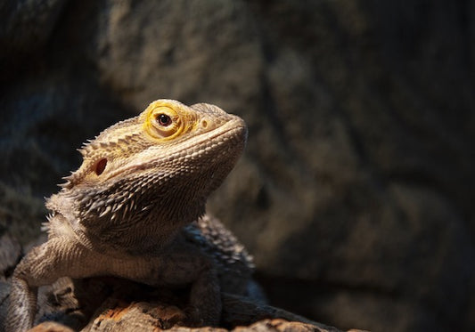 Bearded dragon in shadows