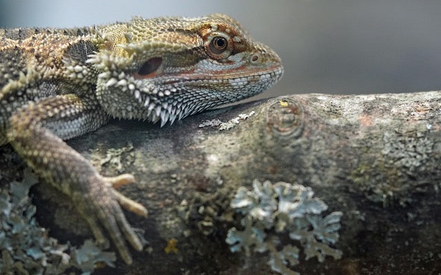A bearded dragon on a log. Are bearded dragons venomous?