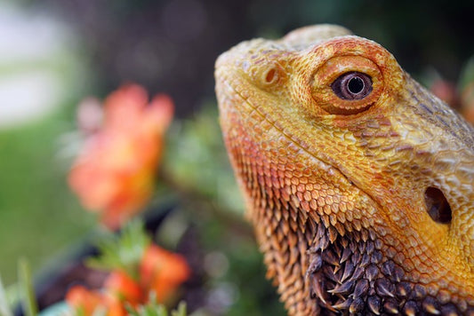 Stressed bearded dragon with some flowers