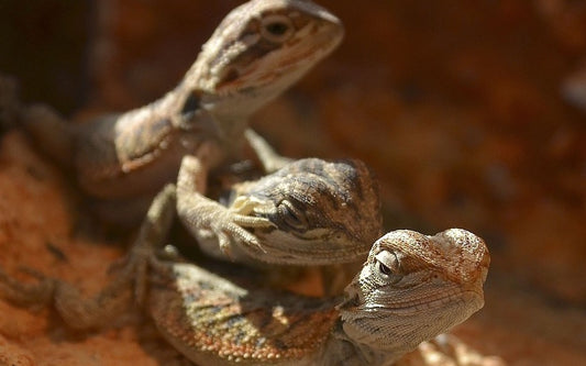 Three friendly bearded dragons