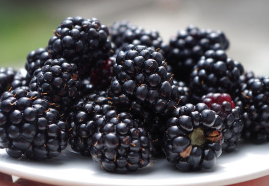 Fresh blackberries on a white plate