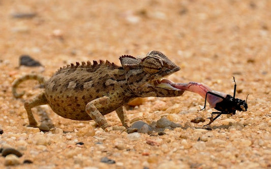 Chameleon eating a feeder insect