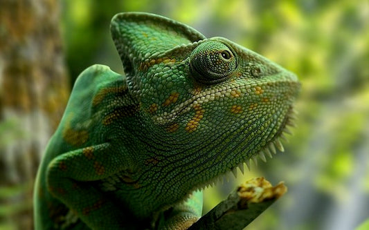 Closeup of a green chameleon