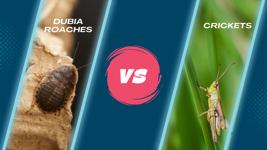 Dubia roach vs cricket on a navy blue background