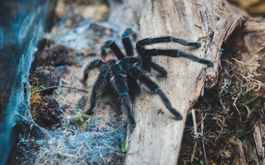 Do Tarantulas Growl?