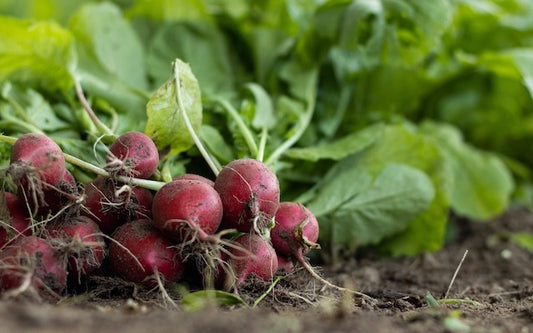 Freshly picked radishes in a garden