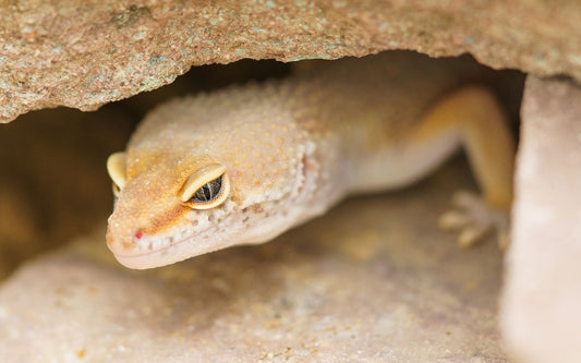 Can Leopard Geckos Eat Wax Worms?