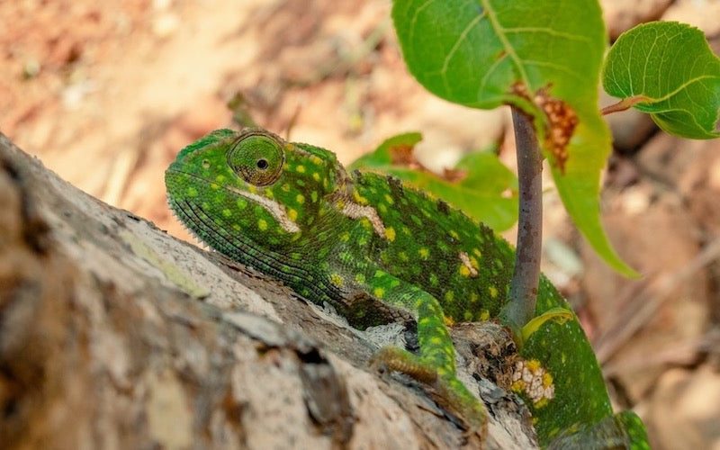 Green spotted chameleon climbing up a tree
