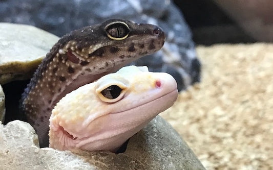 Two leopard geckos living together