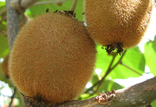 Two kiwis growing on a tree