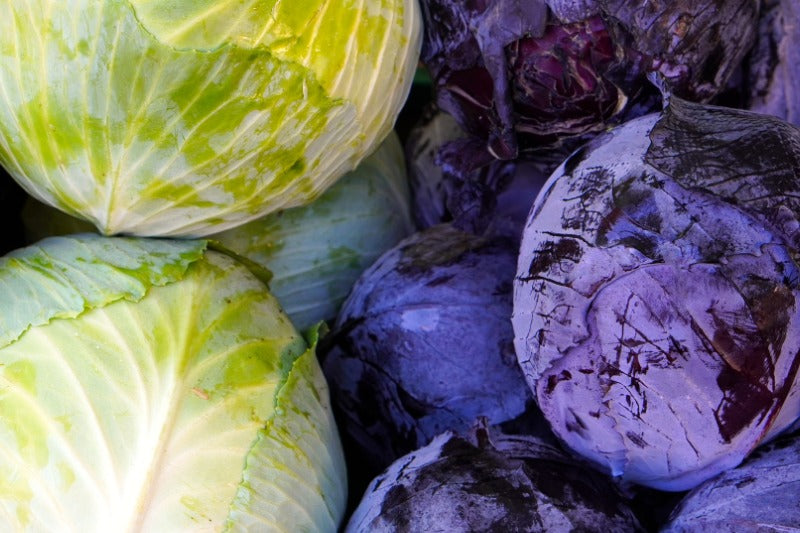 Can Bearded Dragons Eat Cabbage? It&rsquo;s Goitrogenic, But Can Be Safe 