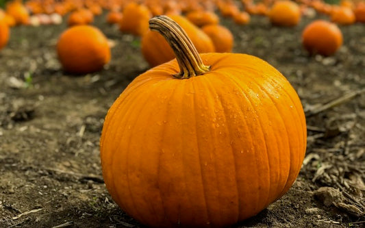 Pumpkin patch