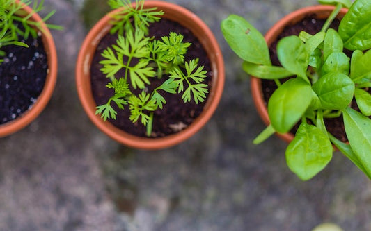 Potted fresh herbs