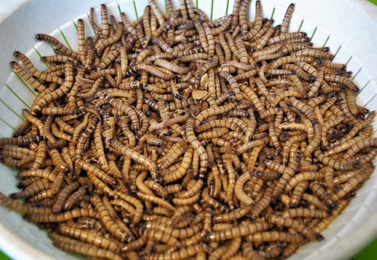 Bowl of superworms