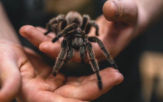 Tarantula crawling on its owner's hands