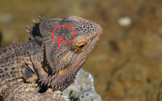 Bearded dragon third eye or parietal eye