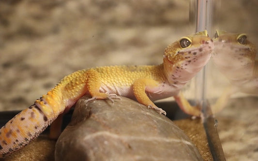 Leopard gecko that hasn't eaten in a few days