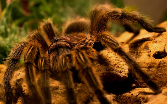 tarantula on a branch