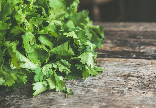 Fresh cilantro on wooden table