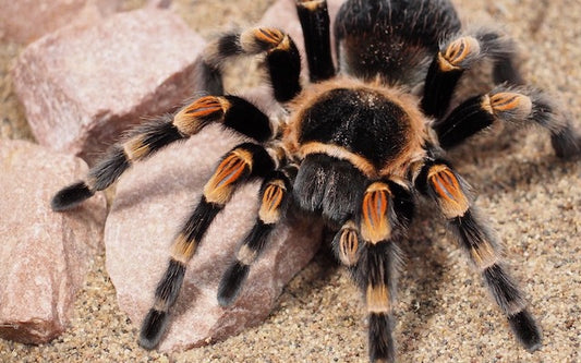 Black tarantula with orange stripes