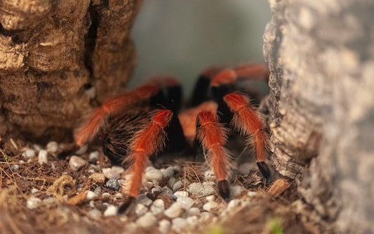 Dark tarantula with bright red-orange legs climbing through a hollow log