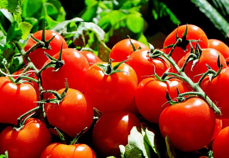 Can Bearded Dragons Eat Tomatoes? All the Details You Need to Know 