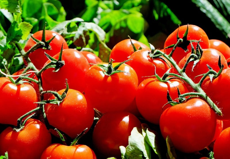 Tomatoes on the vine