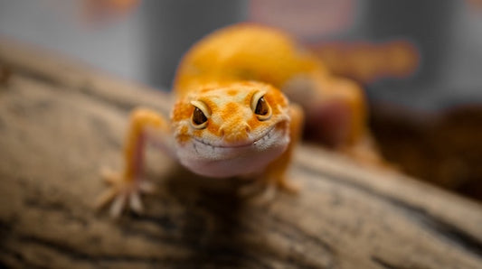 Leopard gecko on a branch