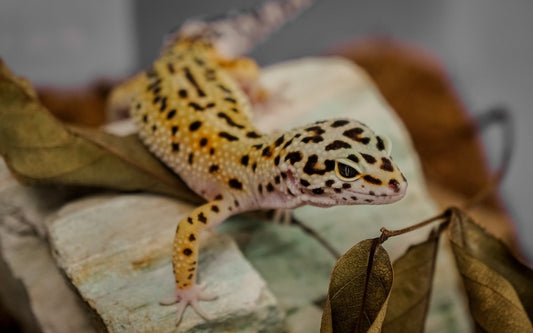 Yellow and brown leopard gecko