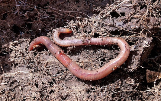 Earthworm crawling in the dirt