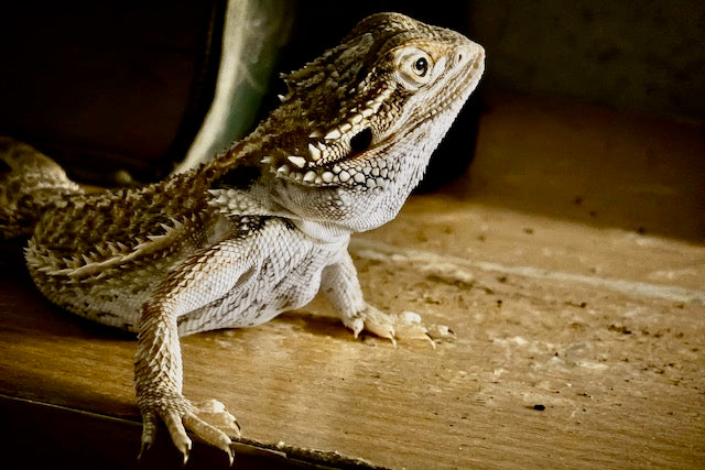 Bearded Dragon Not Eating, What to do?