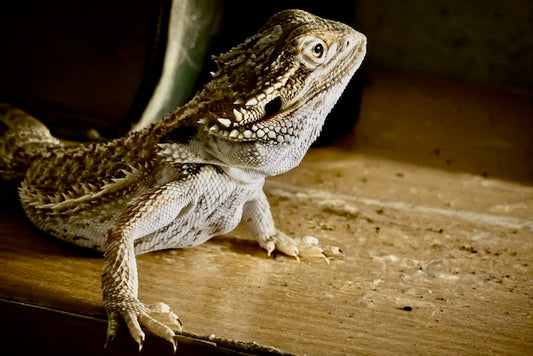 Bearded dragon not eating