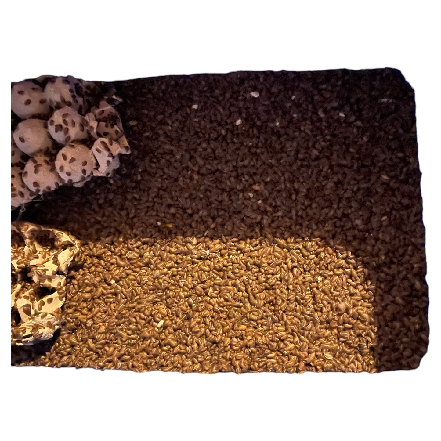 Bulk Small Dubia Roaches