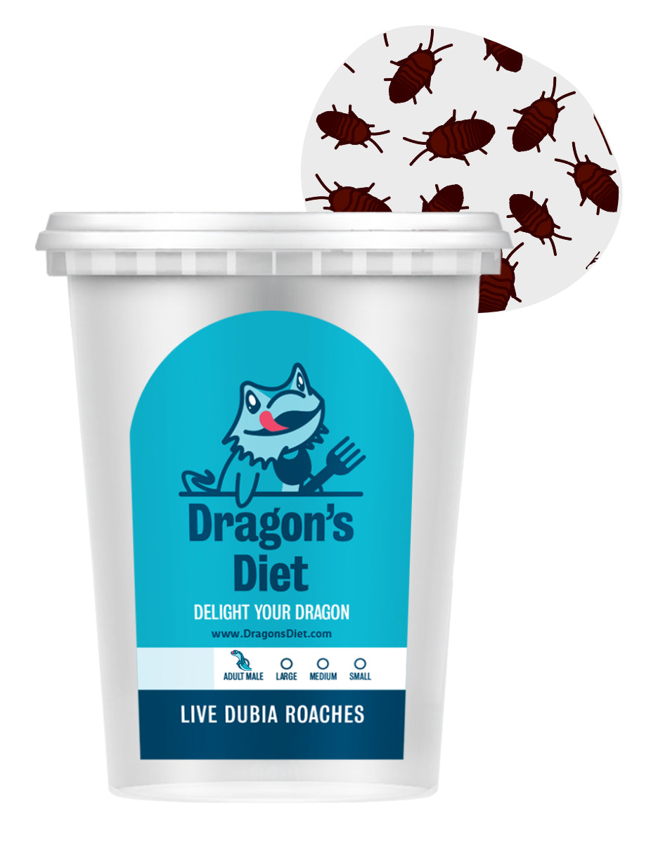 Dubia Roaches