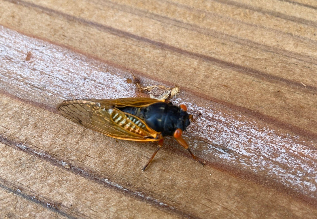 Closeup of a Brood X cicada on a wooden porch