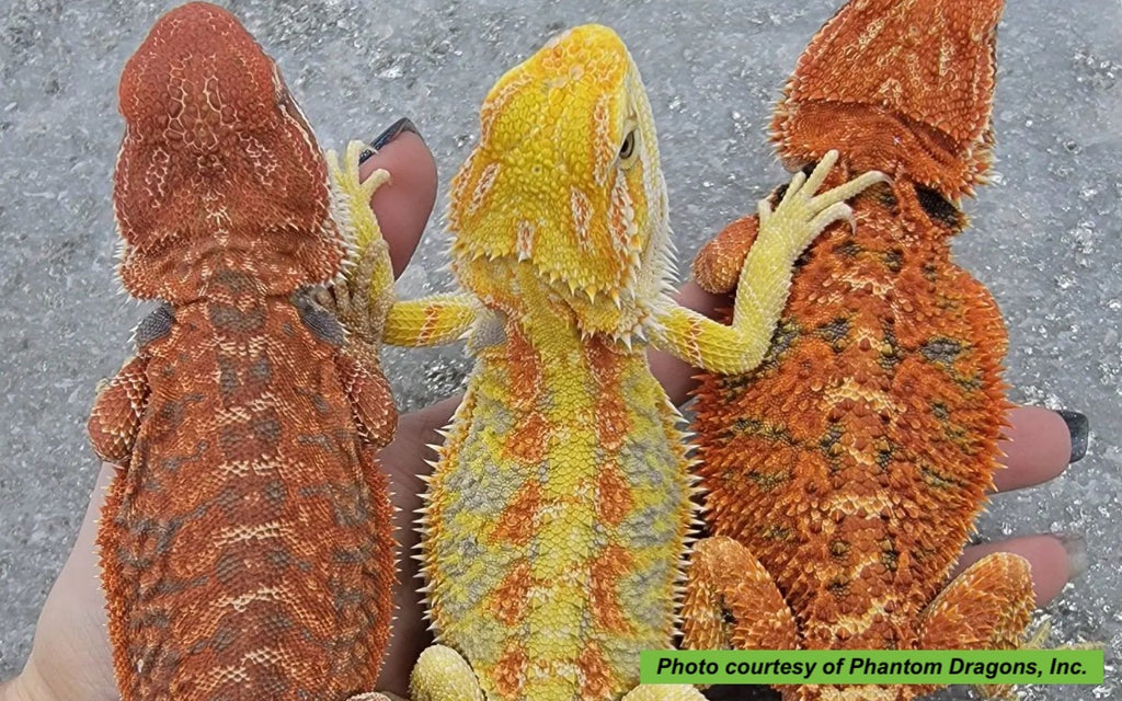 3 bearded dragons exhibiting various morphs