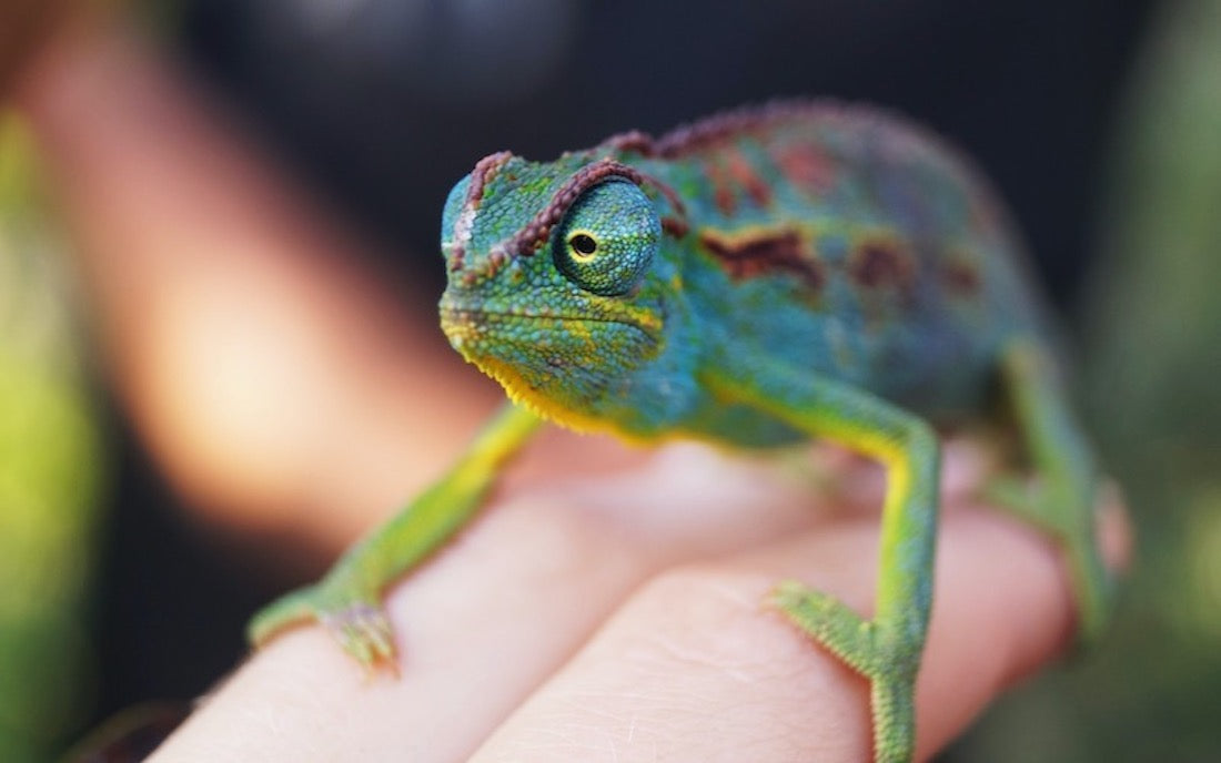 Owner holding a chameleon with blue, green, and red coloring 