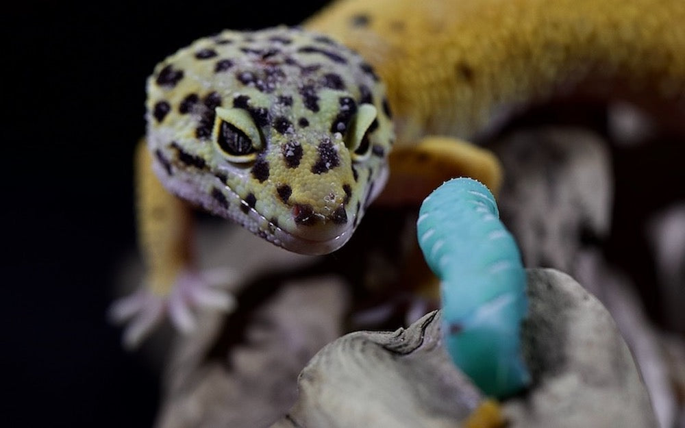Leopard gecko and a hornworm