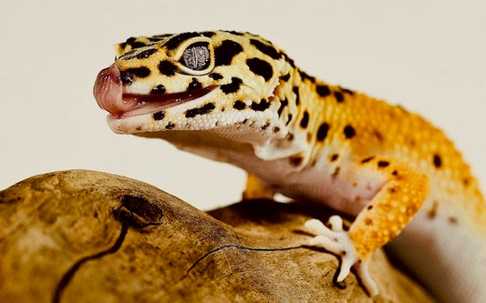 Leopard gecko licking its mouth